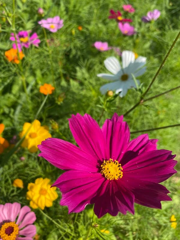 Ridgeland Wildflower Field - Image 2