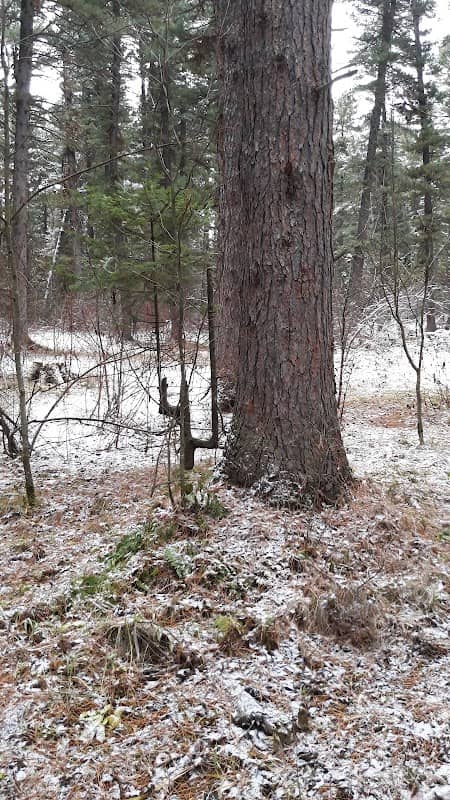 Petrovsky cedar - Image 1