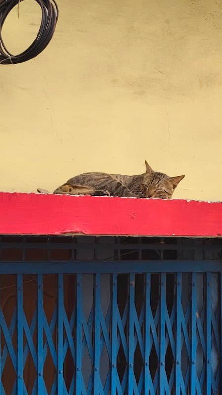 Sleeping Kitty - Image 1