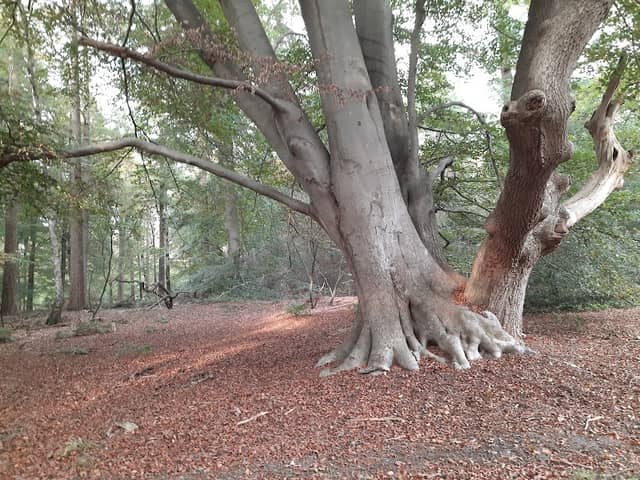 Staatsbosbeheer - Werkschuur Ommen - Image 1