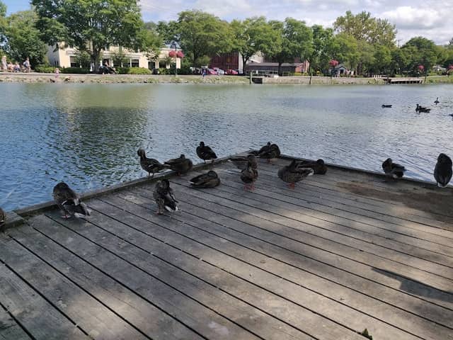 Carpenter Park at the Port of Pittsford - Image 1