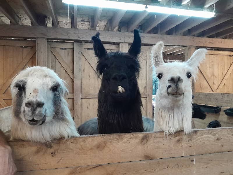 Llama Adventures - Image 2