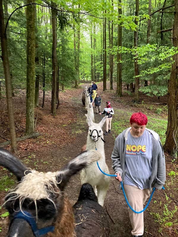 Llama Adventures - Image 1