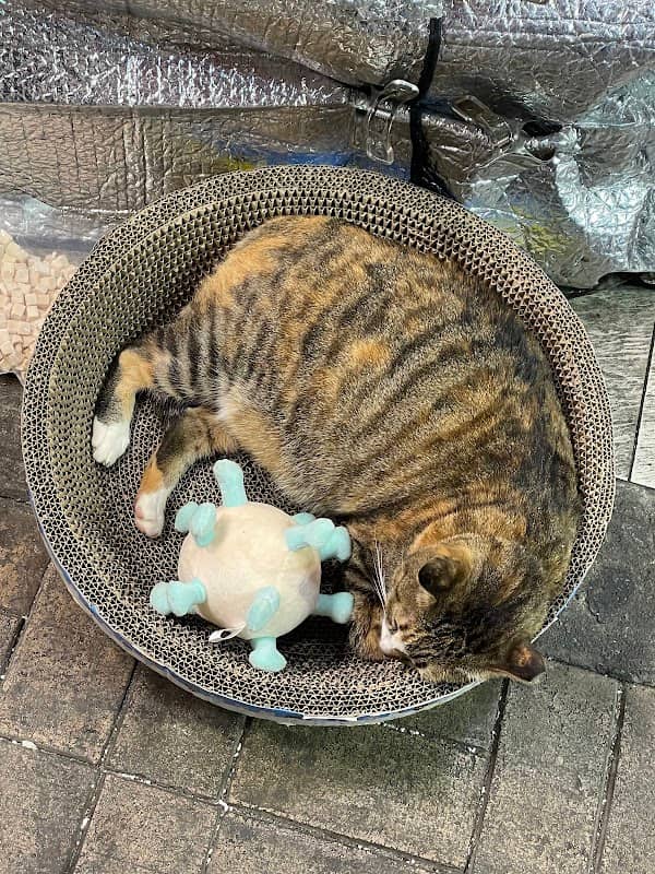 Tai Wai Fruit Cat 多多 - Image 2