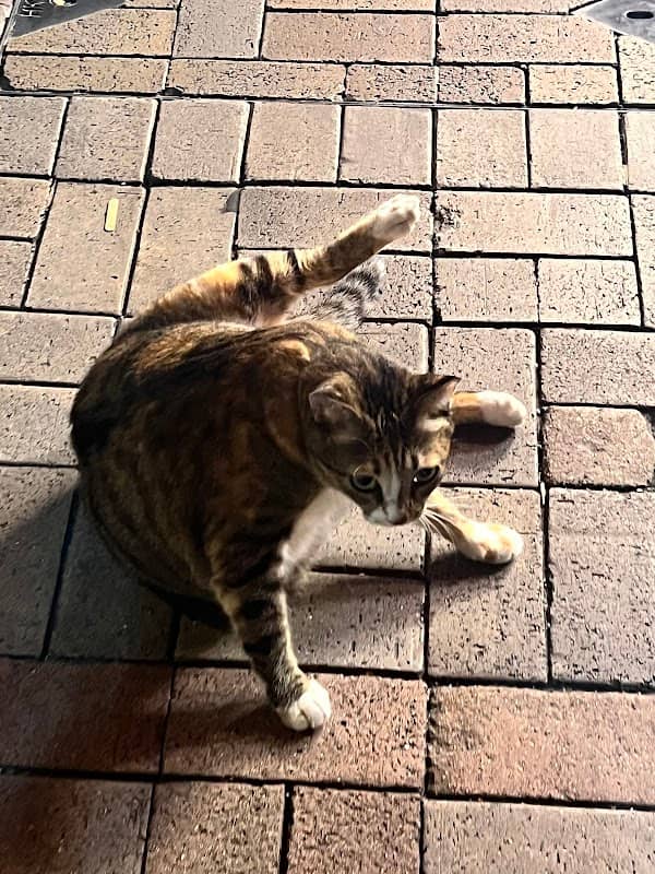 Tai Wai Fruit Cat 多多 - Image 1