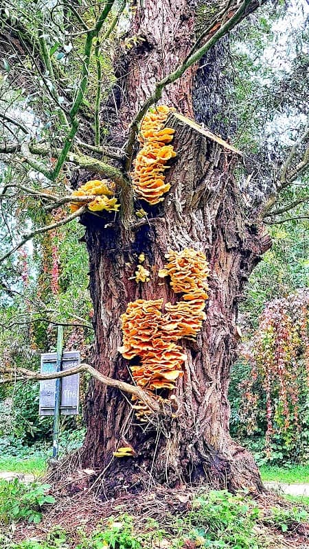 Alter Baum - Image 1