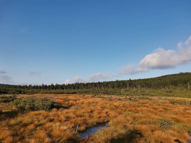 Dwarf pine meadows - Image 1
