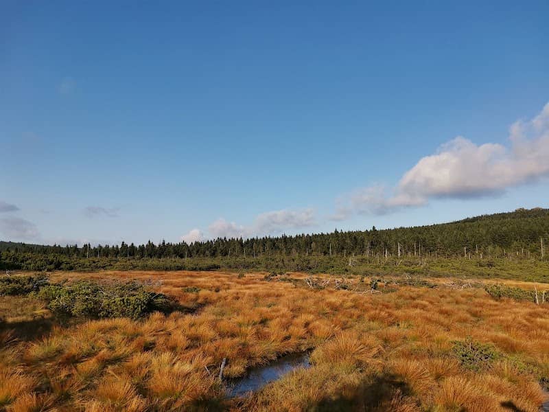 Dwarf pine meadows - Image 1