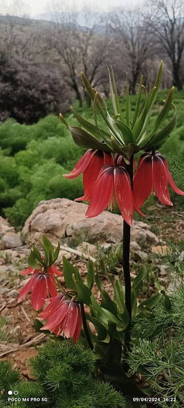 زنگویی سی سخت - Image 1
