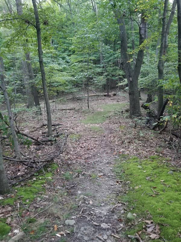 Penn State Altoona Seminar Forest - Image 1