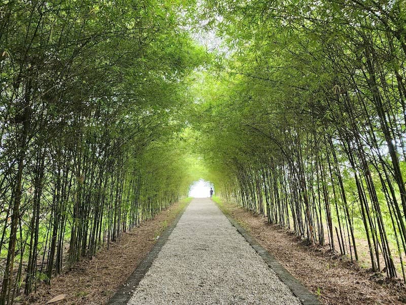 Bamboo Walk @Sebana Woods - Image 1