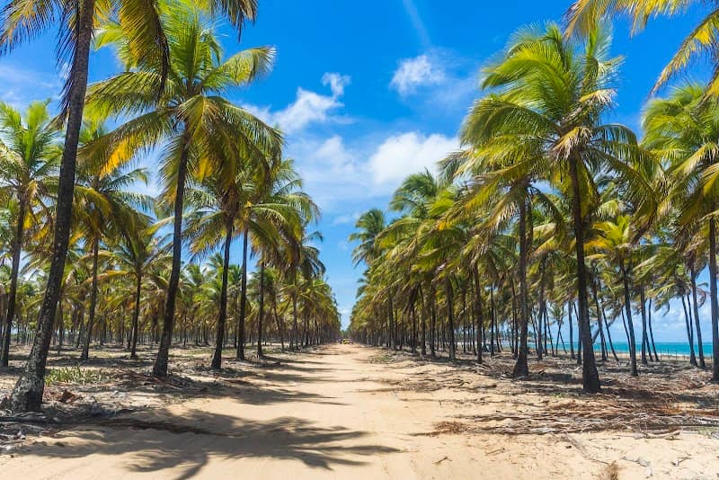 Coconut Tree Route - Image 1
