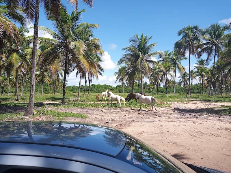 Coconut Tree Route - Image 2