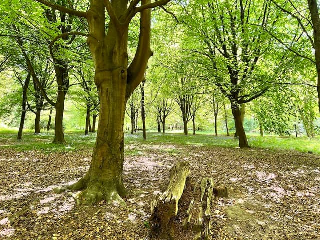 Enchanted Forest - Image 1