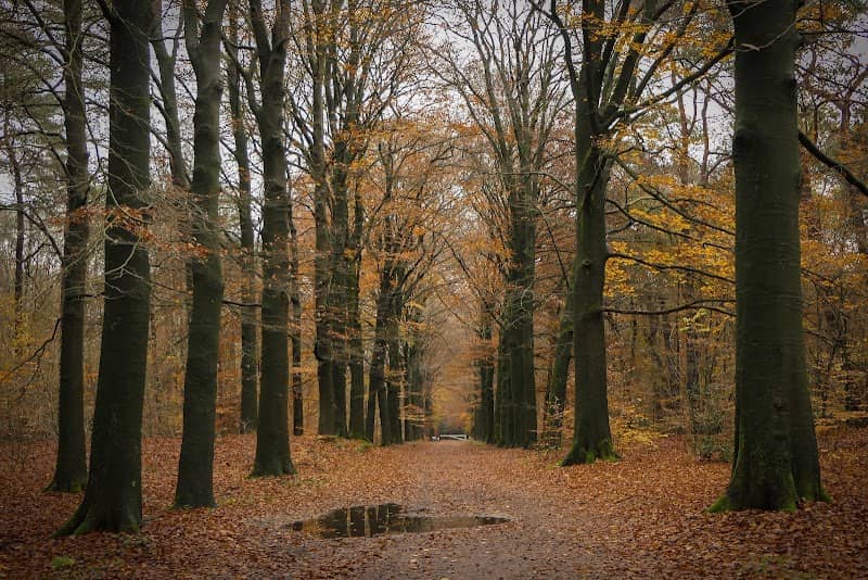 Bornia - Utrechtslandschap - Image 1