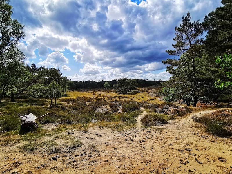 Bornia - Utrechtslandschap - Image 2