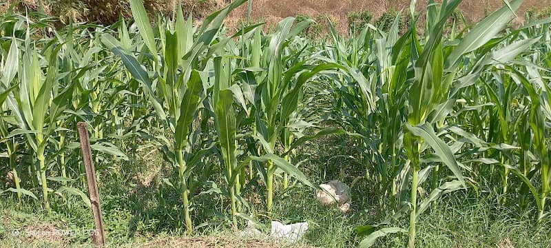 Sawah - Image 1