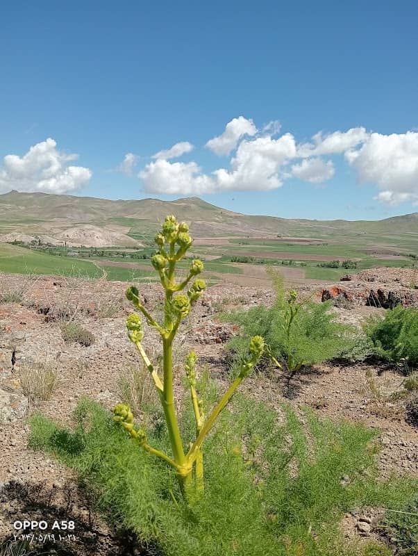گردشگری عمومی - Image 1