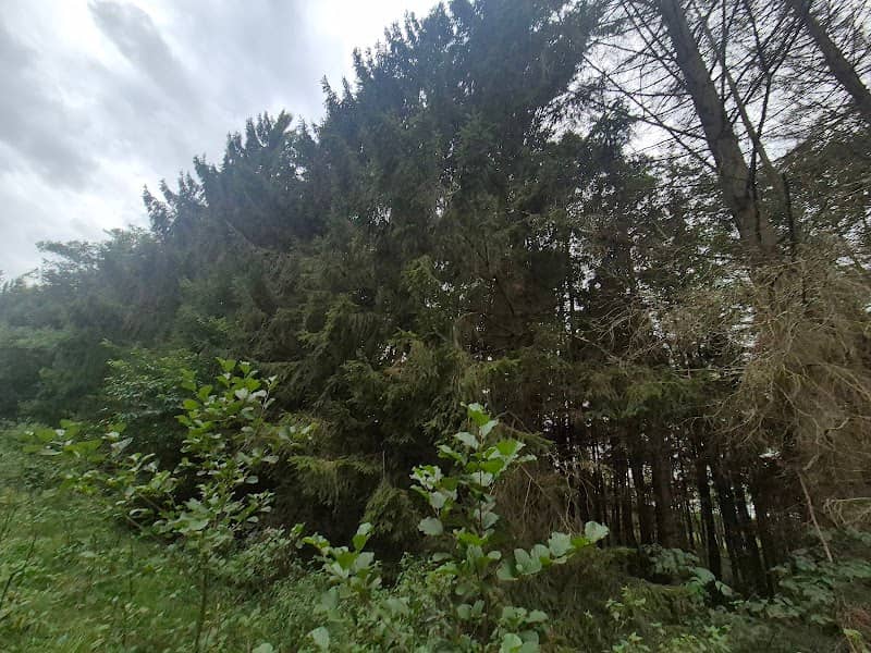 Rezerwat przyrody Mechowisko Manowo - Image 1