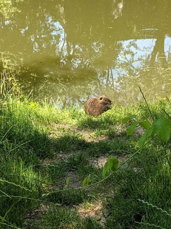 Pozorovanie nutrií - Image 1