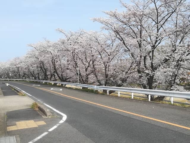 瀬戸川の桜並木 - Image 1