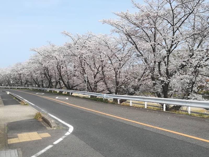 瀬戸川の桜並木 - Image 1