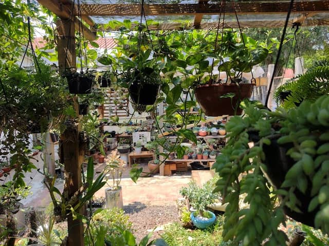 Quintal das Plantas - Image 1