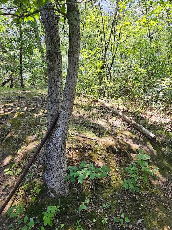 Forest lore tour - Image 1