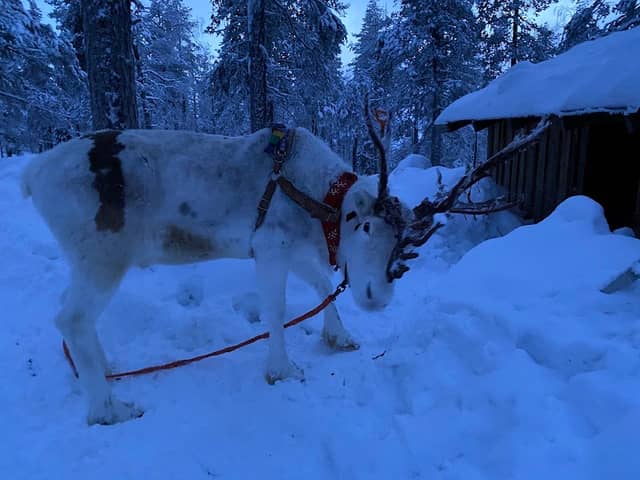Taalovaara Reindeer Ranch - Image 3