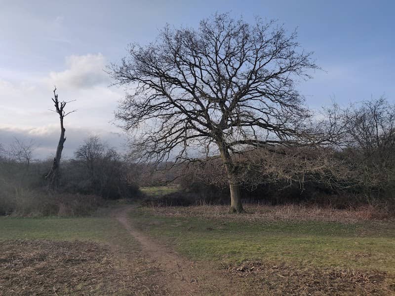 Croxley Common Moor - Image 2