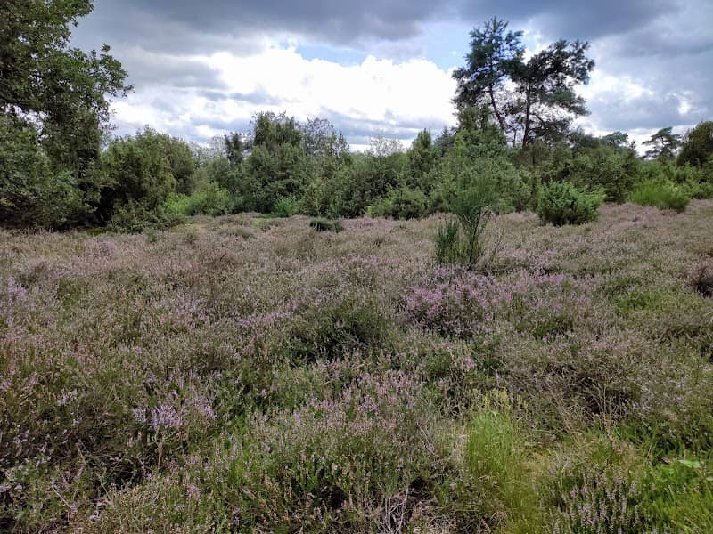 Wacholderheide Hörsteloe - Image 1