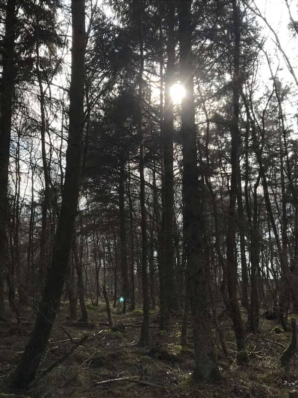 Chacefield Wood - Image 2