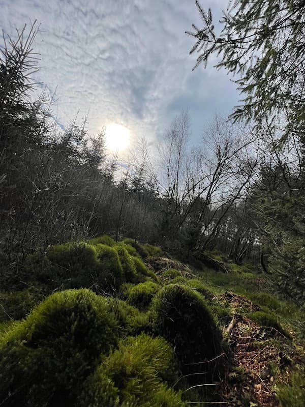 Chacefield Wood - Image 1