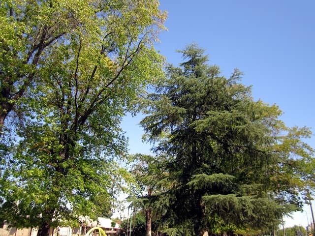 Boulevard "Paseo de la Amistad" - Image 2