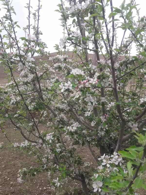 باغ موسوی - Image 2