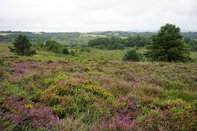 RSPB Aylesbeare Common - Image 1