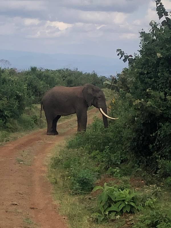 Deiniol Tours & Safari - Image 1