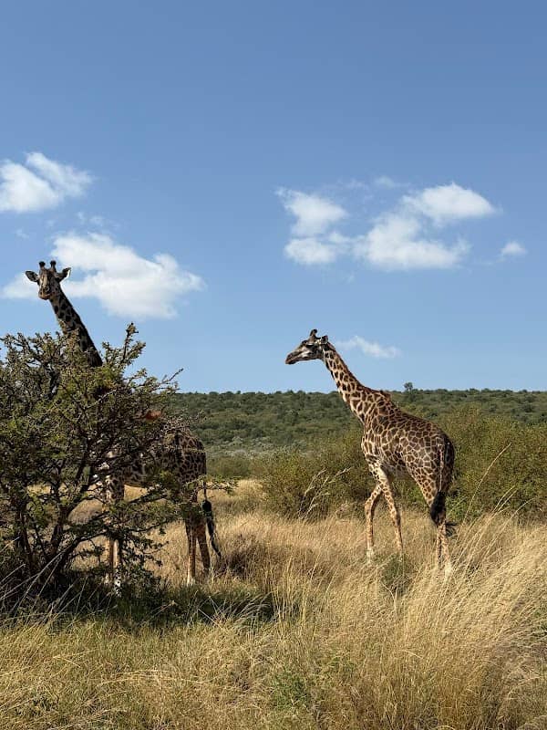 Deiniol Tours & Safari - Image 2