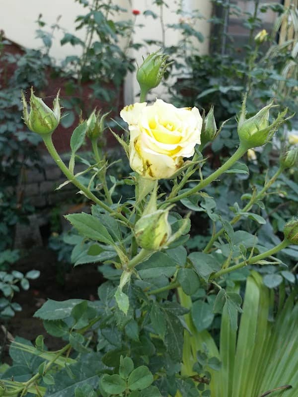 Western park, Gurdaspur - Image 1