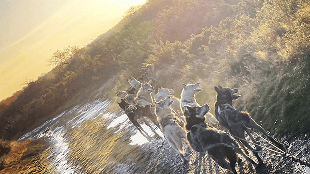 HUSKY D'ANJOU: LE MONDE DU CHIEN DE TRAÎNEAU - Image 1