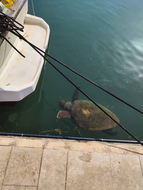 Turtle Viewpoint 1 - Image 1