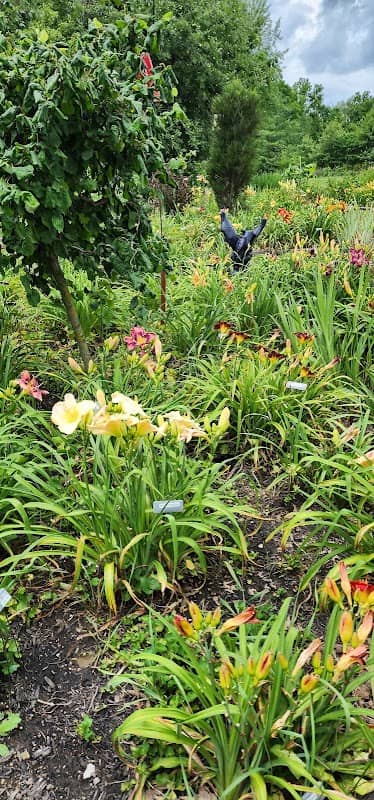 HappyGoDaylily - Image 2