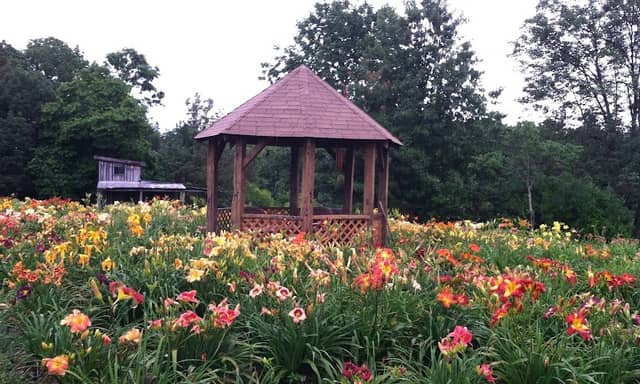 HappyGoDaylily - Image 1
