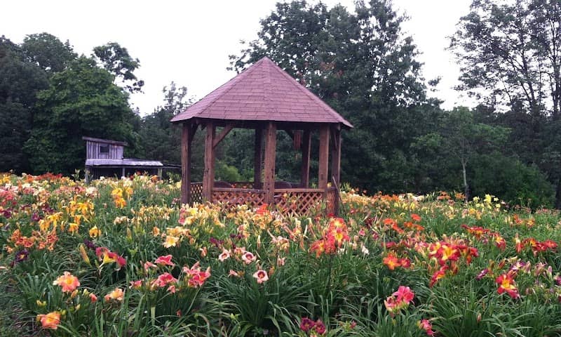 HappyGoDaylily - Image 1