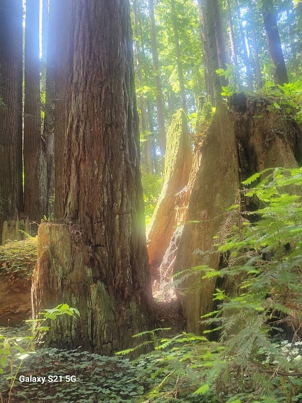 Redwood park - Image 1