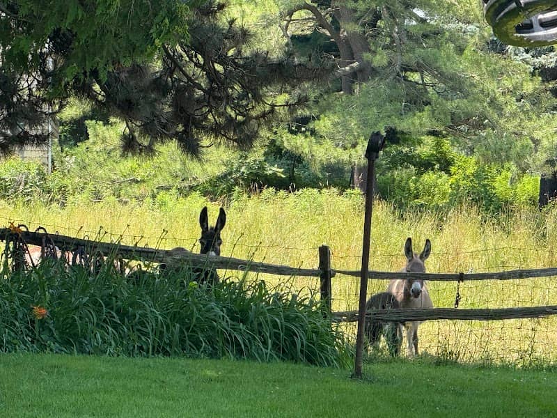 Wychmere Miniature Donkeys - Image 1