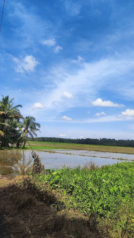Parakkadavu Paddy Fields - Image 1