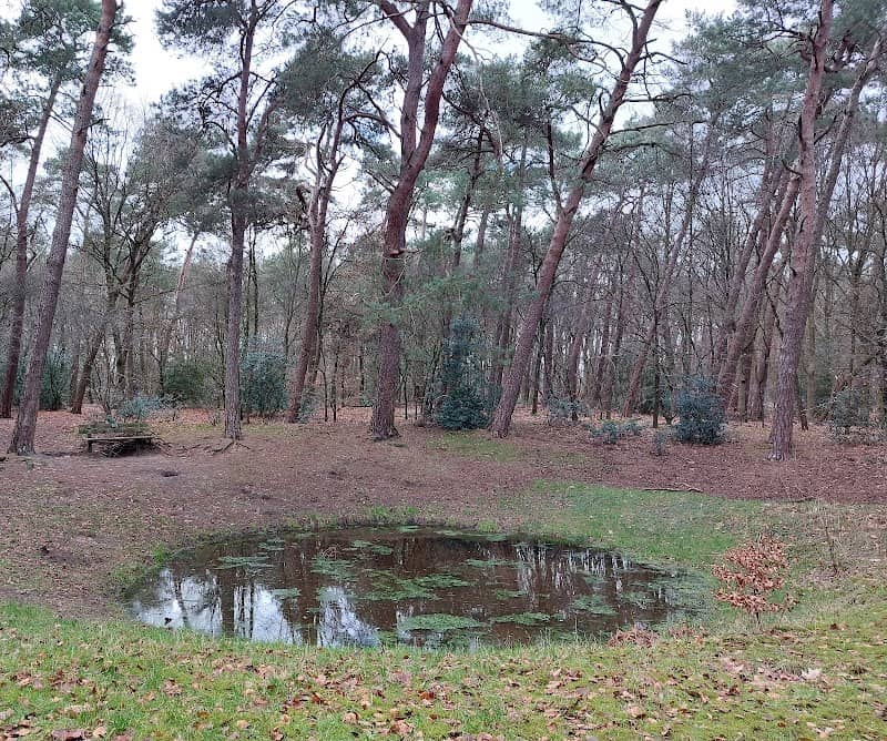 Forest pool with seat - Image 1