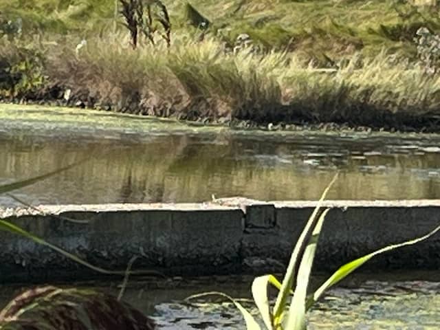 Egret Pools - Image 2