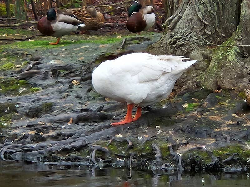 East Hampton Duck Pond - Image 2